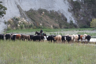 Gary mustering cattle on river