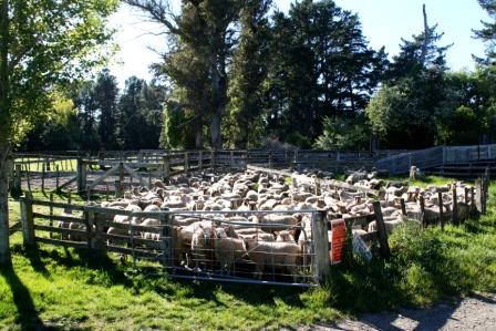 Sheep waiting to get loaded for market