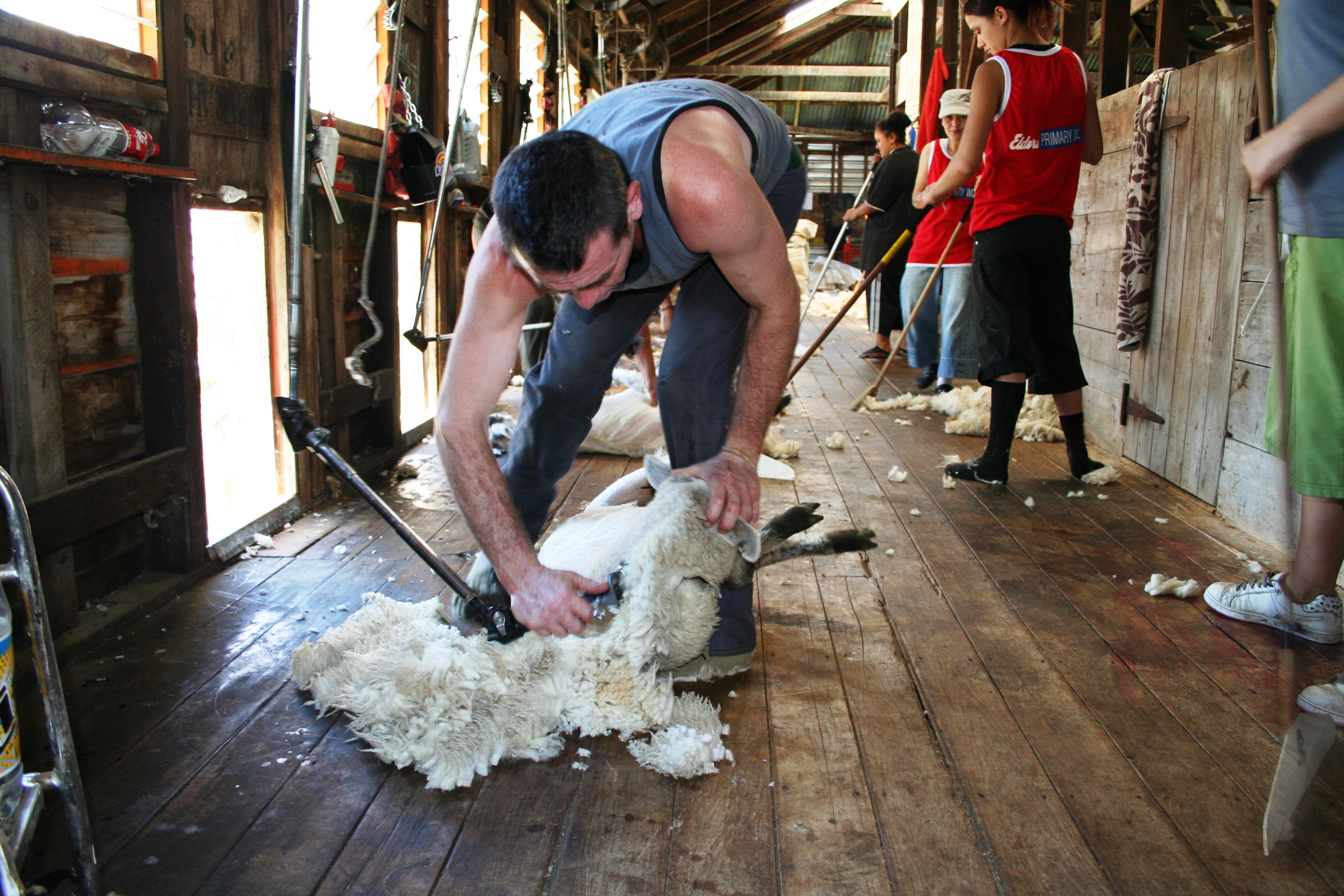Shearing time