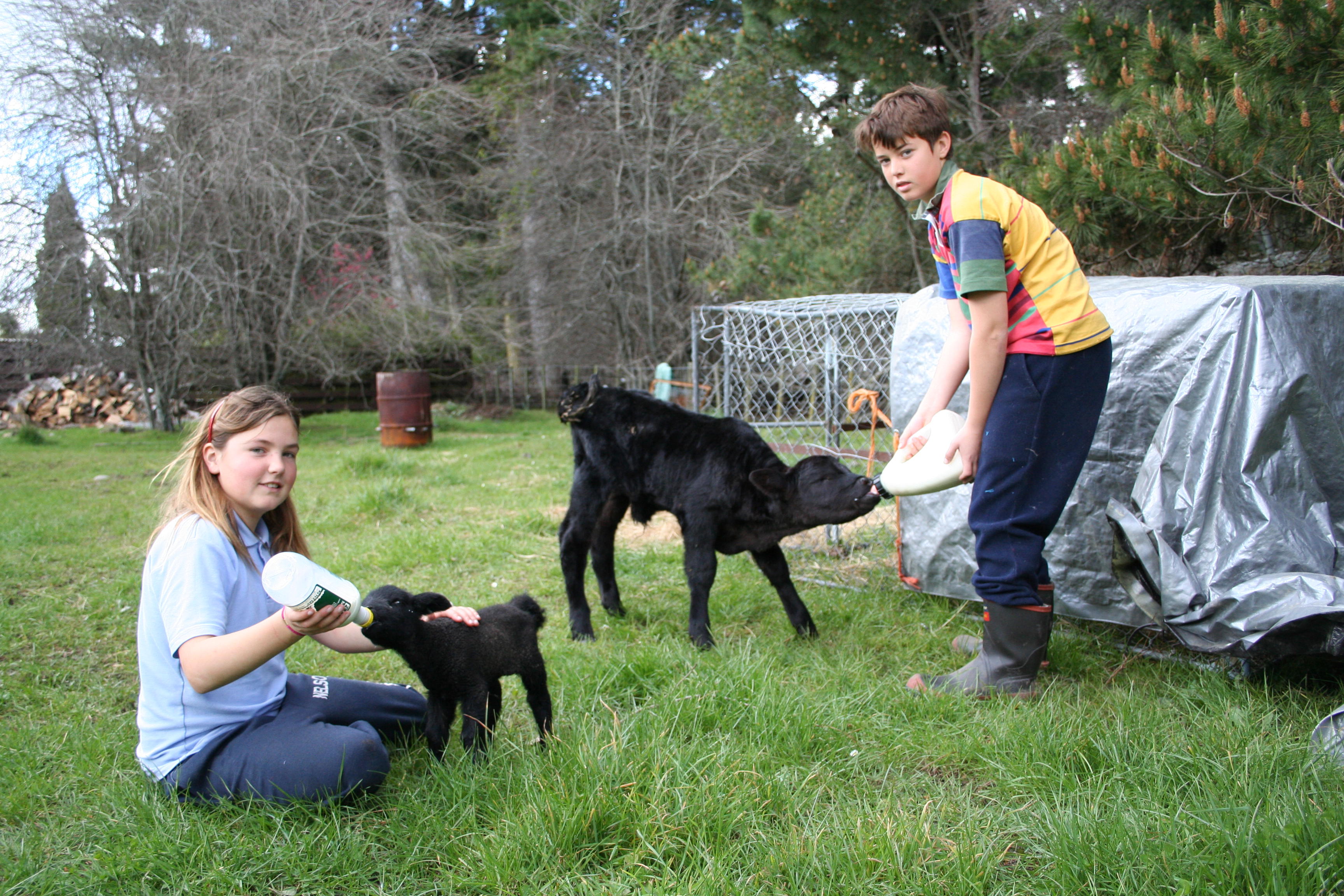 Kids feeding calves