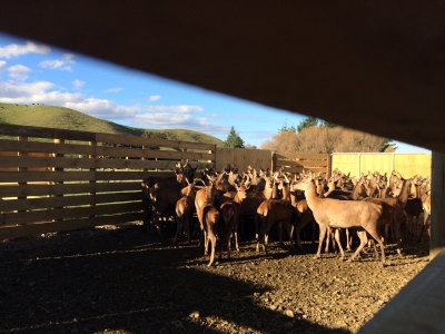 Deer yards drafting time
