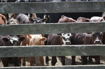 Calves in cattle yards