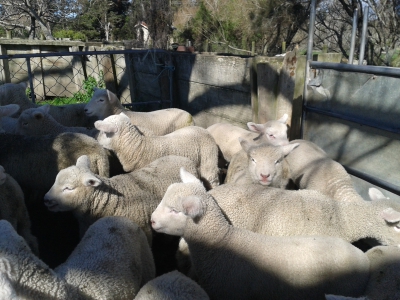 Lambs waiting for Docking