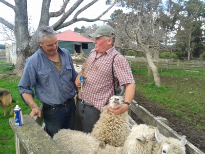 Gary drenching sheep