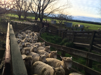 Sheep waiting in yards