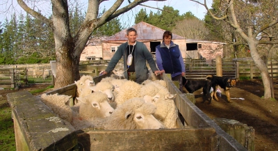 Gary and Kirsty working in sheep yards